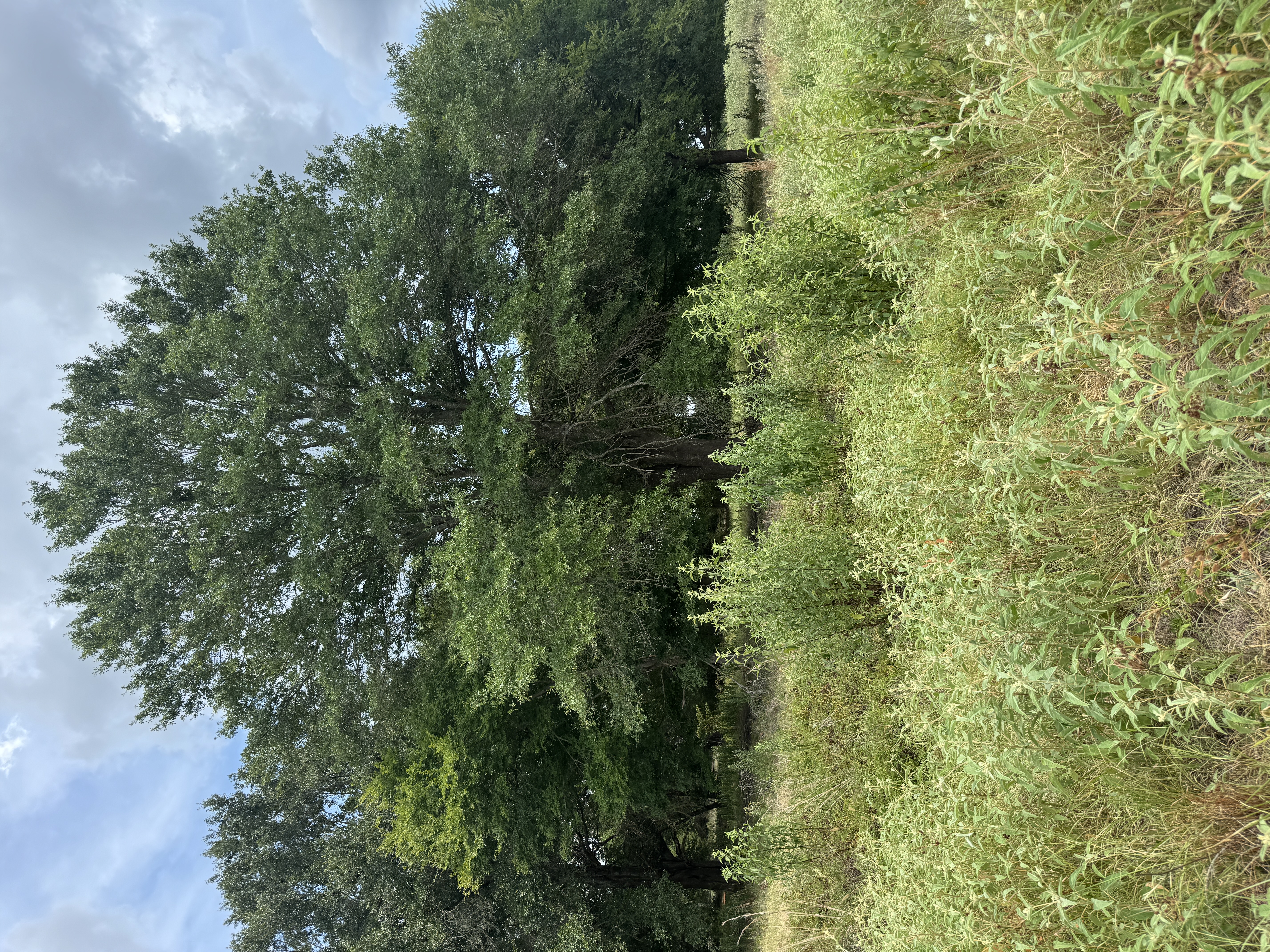 Mature trees on the Canton-area property