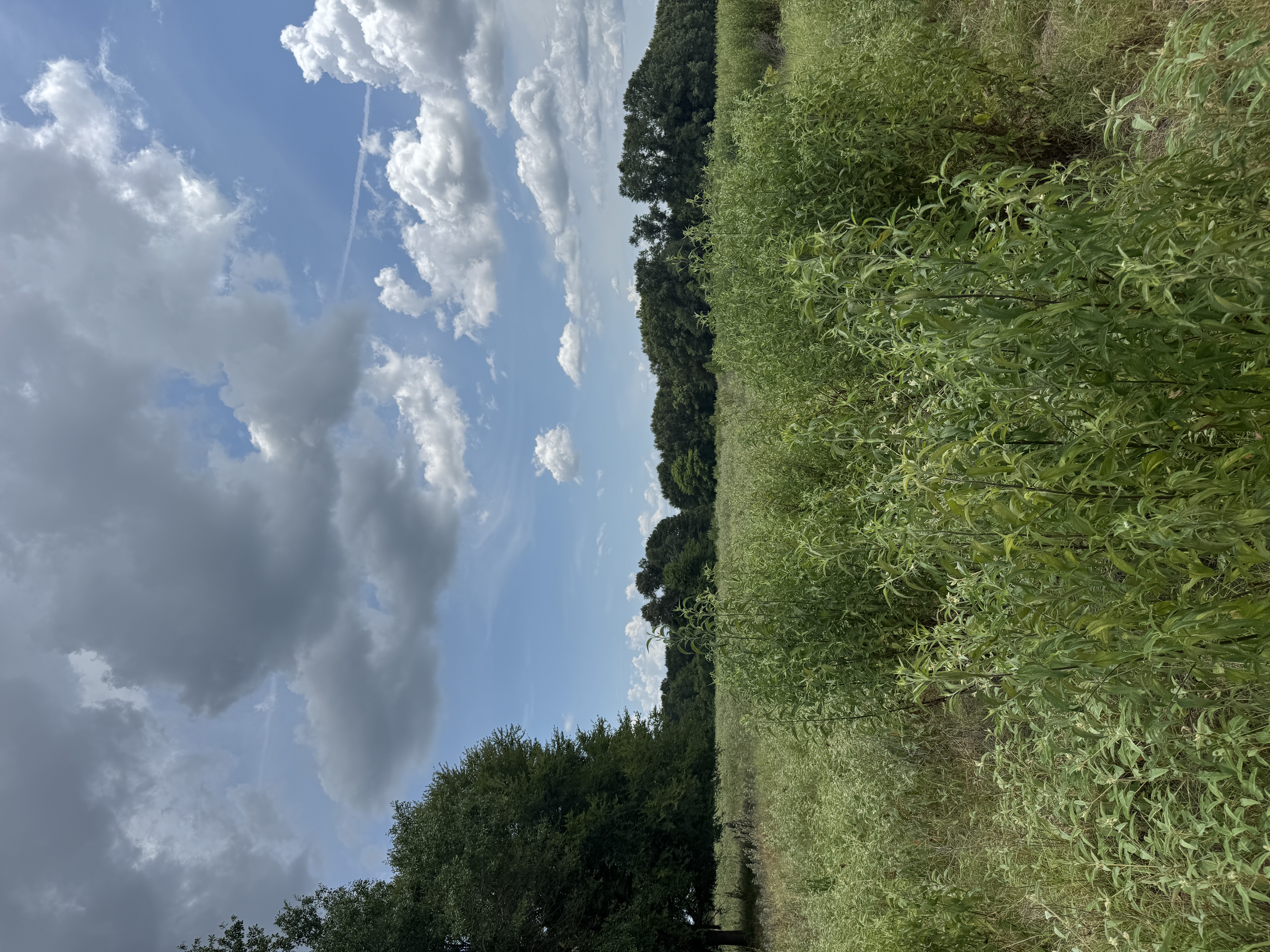 Open meadow on the Canton-area property